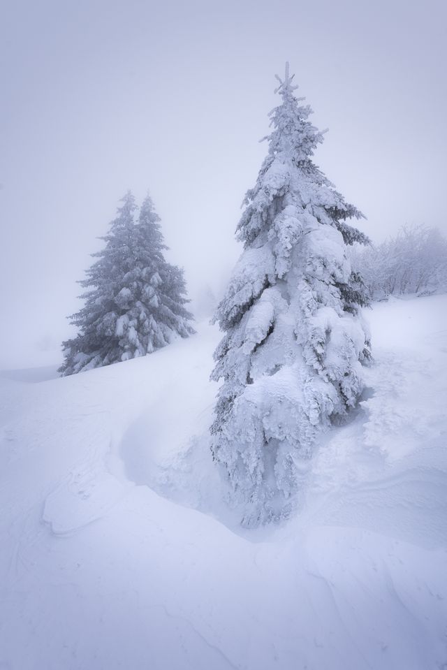 Figés dans la neige